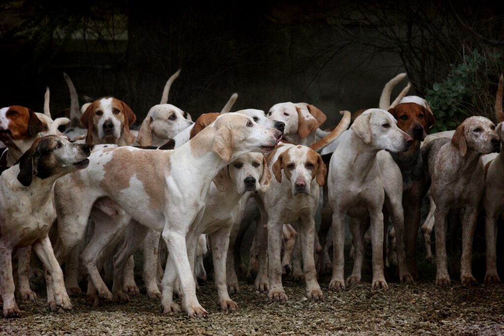dataman group canine staff
