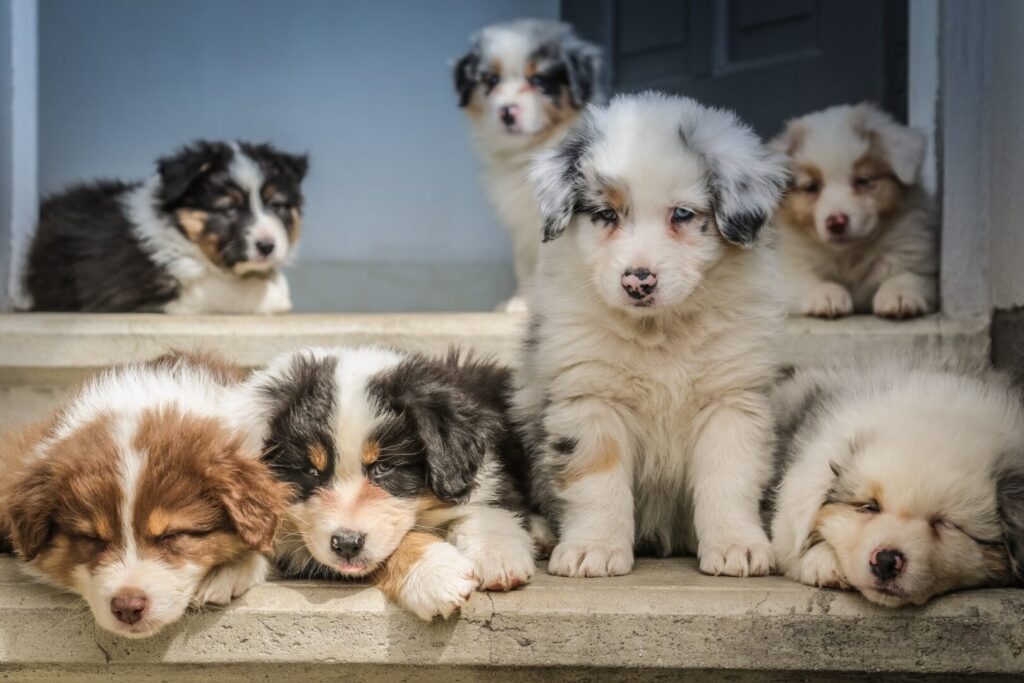 dog owner data - donors to ASPCA