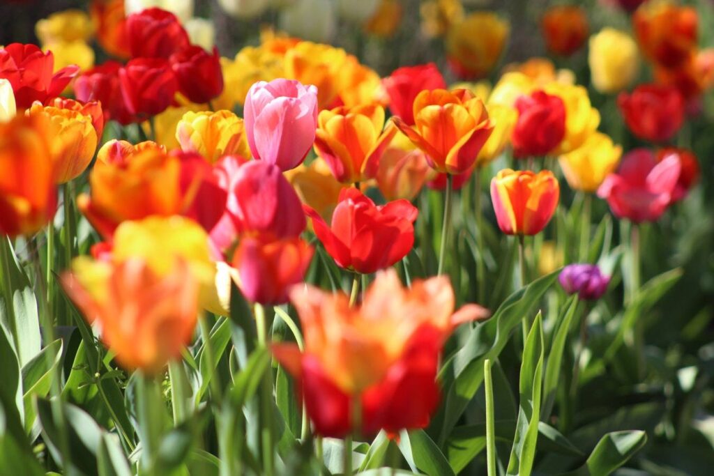 response rates for direct mail are blossoming