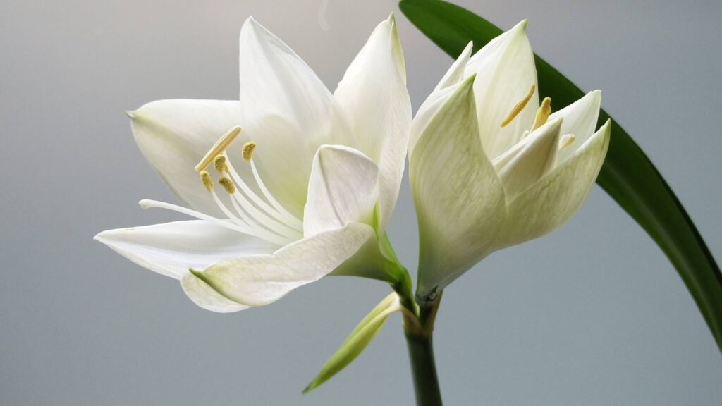 Lillies
