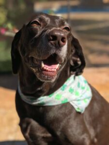 pet owner lists