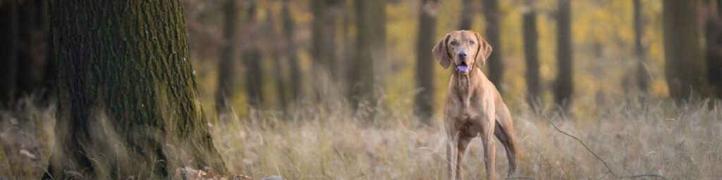 DataDog - Dog Owner Lists