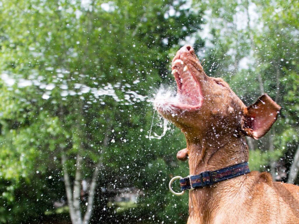 Water Quality and Dogs - Dog Owner lists