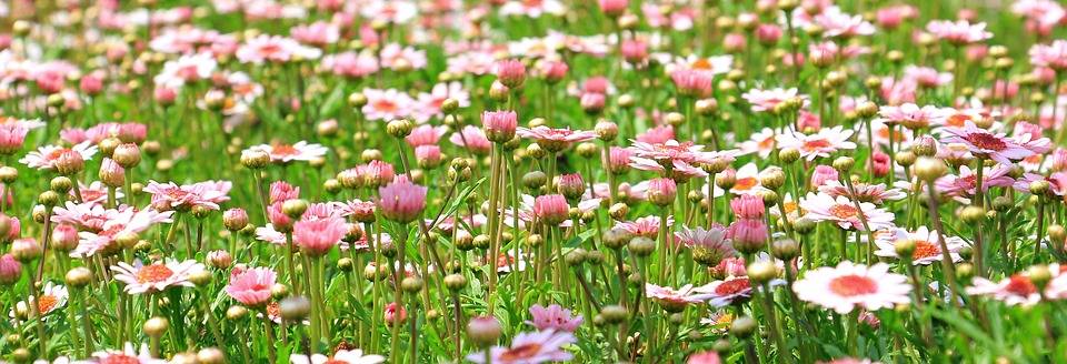 Summertime Pest Control Tips
