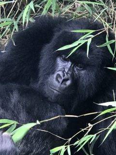Gorilla Trekking in Rwands