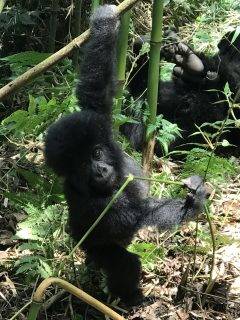 gorilla trek