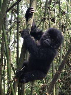 gorilla trek