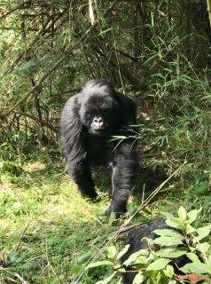 gorilla trek