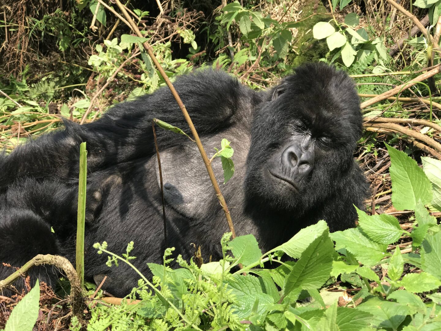Gorilla Trek in Rwanda