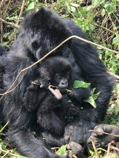 gorilla trek 3