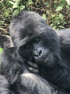 Gorilla Trek