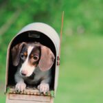 Consumers Respect, Respond to and Trust Direct Mail