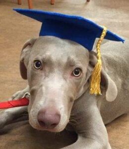 Data Dog - Dez